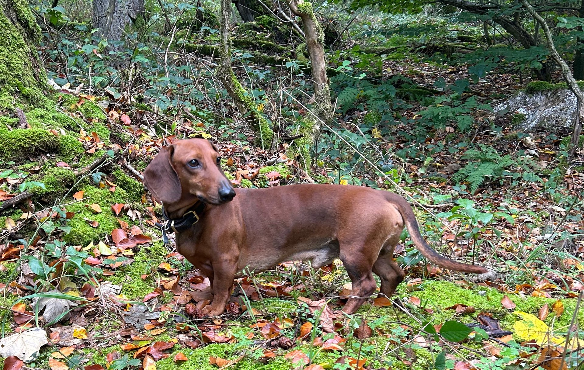 Bild von Hund 120